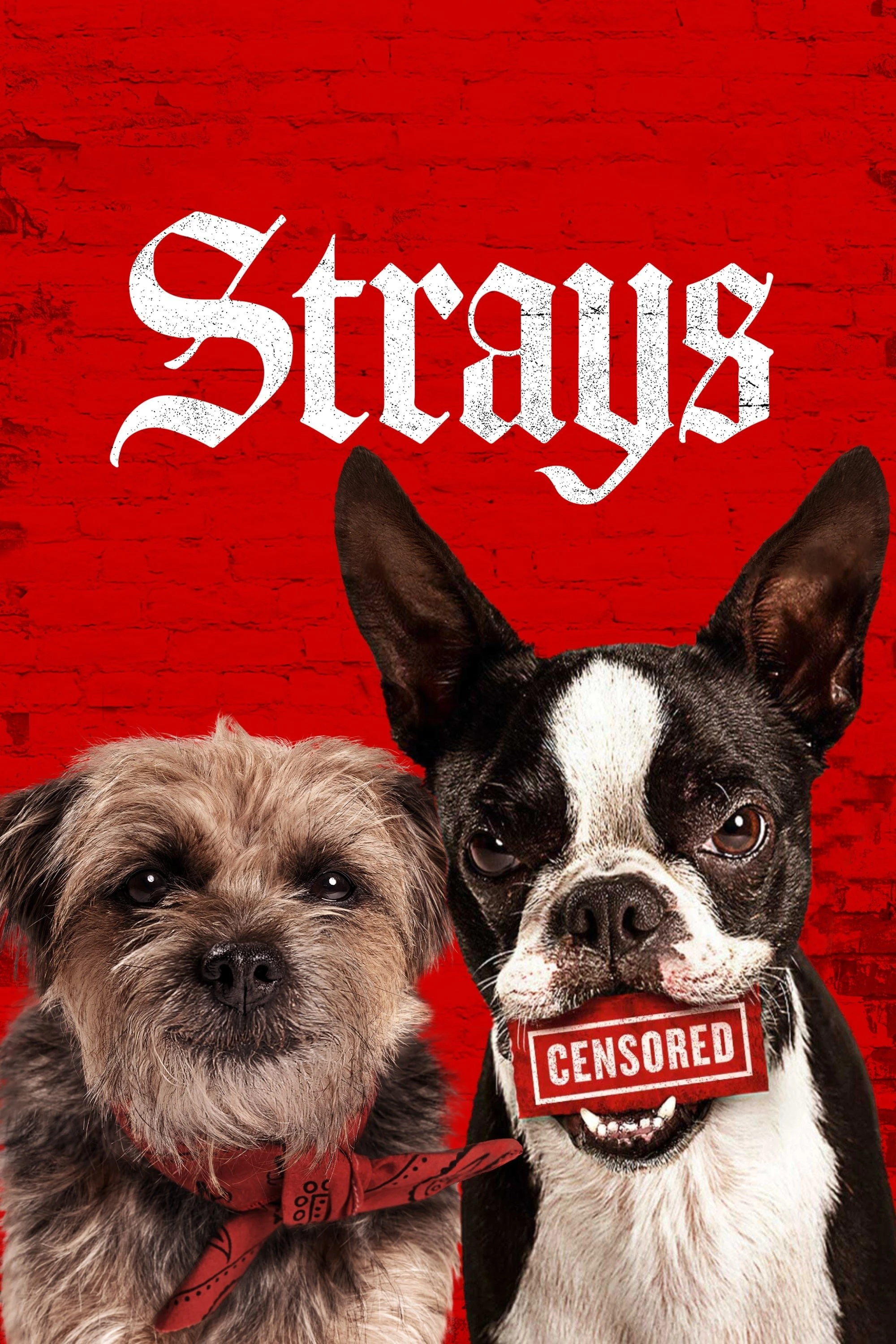 Đời Quá Chó (Những Chú Chó Bụi Đời) | Strays (2023)